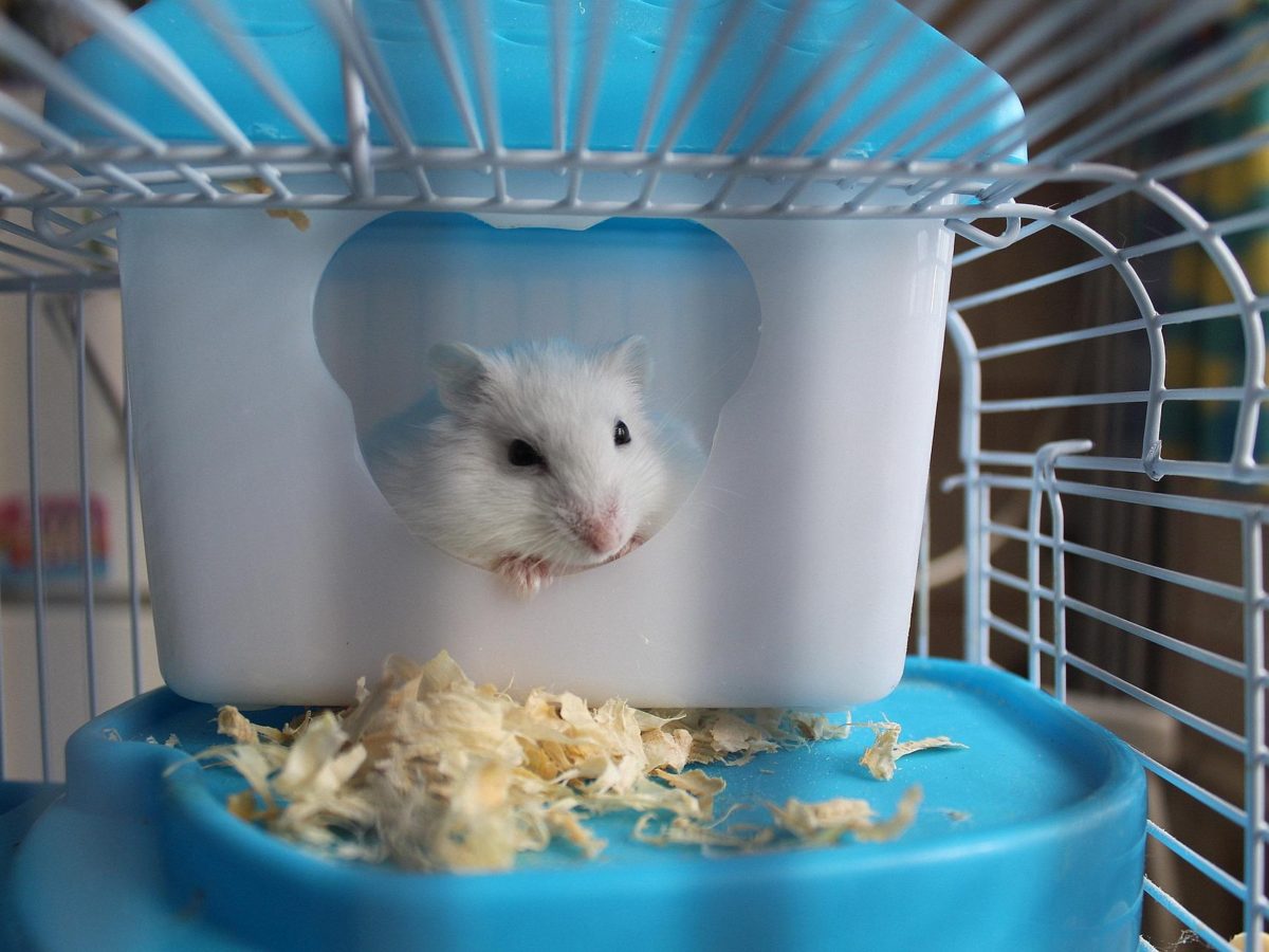Federaal innovatie Verandert in Hoeveel kost een hamster? | DIK.NL