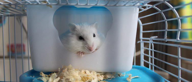 Hoeveel kost een hamster?