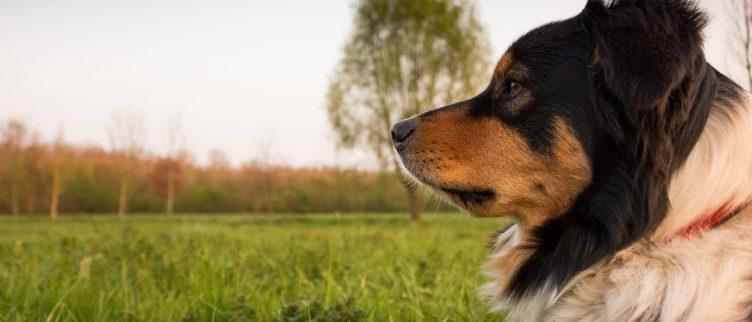 Op vakantie met je hond; diverse bestemmingen en tips