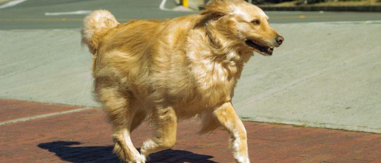 Wat kost de crematie van een hond?