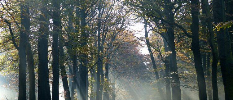 Waar kun je een huisje in het bos huren in Nederland?