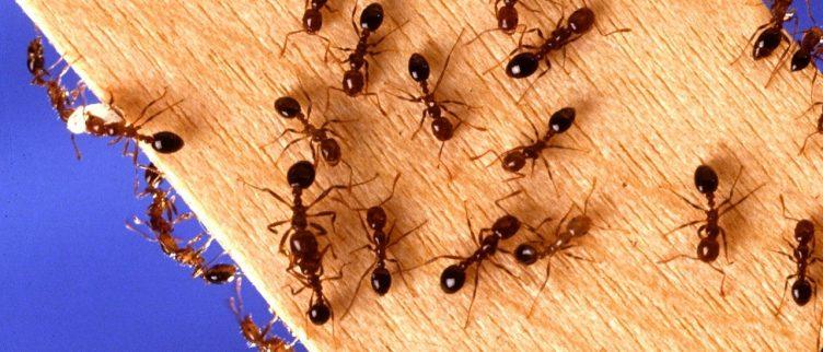 Hoe kun je mieren onder tegels bestrijden?