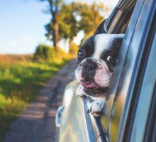 afsluiten hondenverzekering