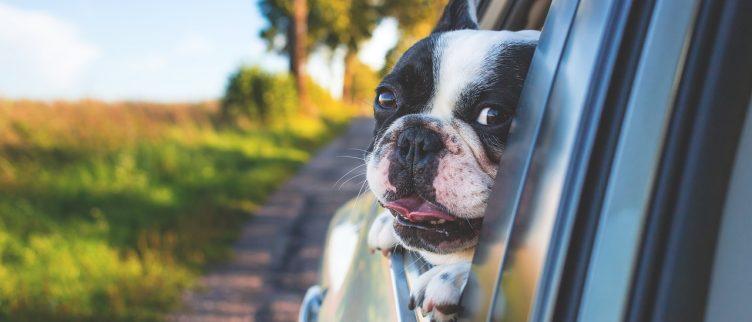 Waar let je op bij het afsluiten van een verzekering voor je hond?