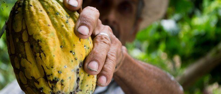 7 redenen om cacao (aandelen) te kopen