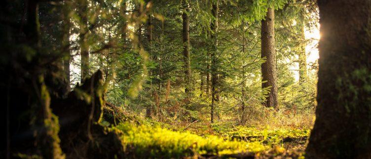 Wat is het mooiste natuurgebied in Nederland?