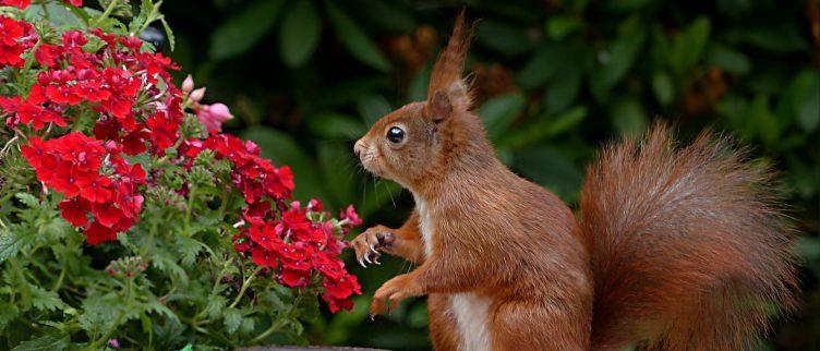 De beste tuinideeën voor een kleine tuin