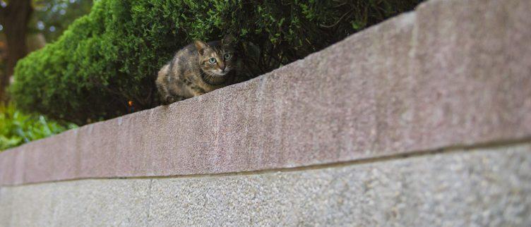 speel piano ongebruikt versneller 9 tips om katten uit je tuin te houden | DIK.NL