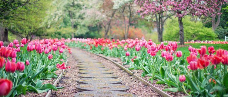 Hoe kun je online een tuin ontwerpen?