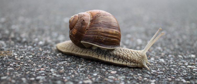 Wat kun je doen tegen slakken in je tuin?