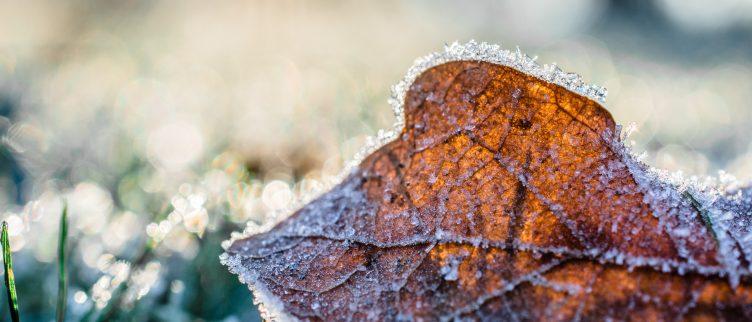 10 Tips voor een mooie wintertuin