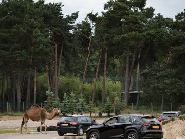 afbeelding Safaripark Beekse Bergen