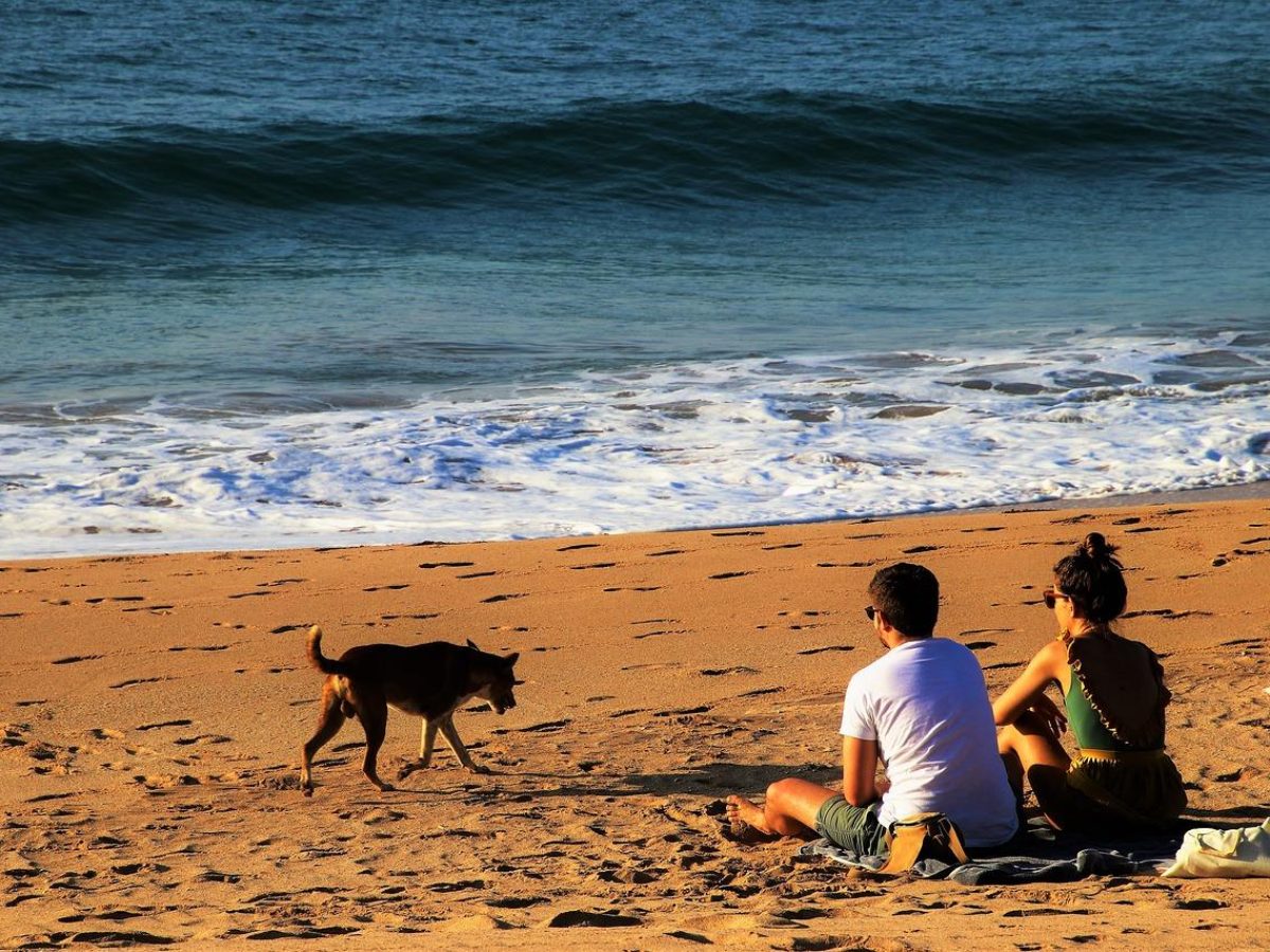 Th Gezondheid verbanning 15 tips voor vakantie met je hond aan zee | DIK.NL