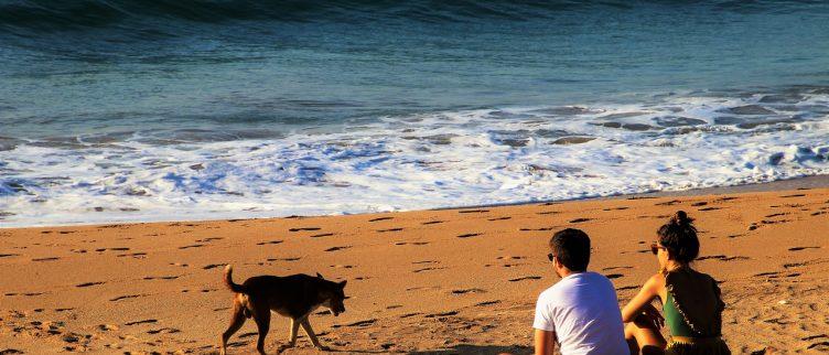 15 tips voor vakantie met je hond aan zee