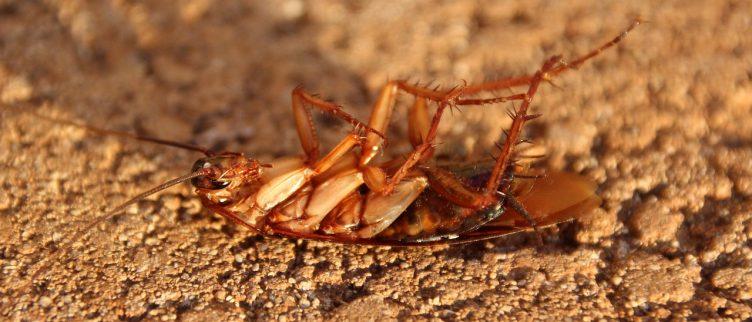 Kakkerlakken tegengaan en (laten) bestrijden