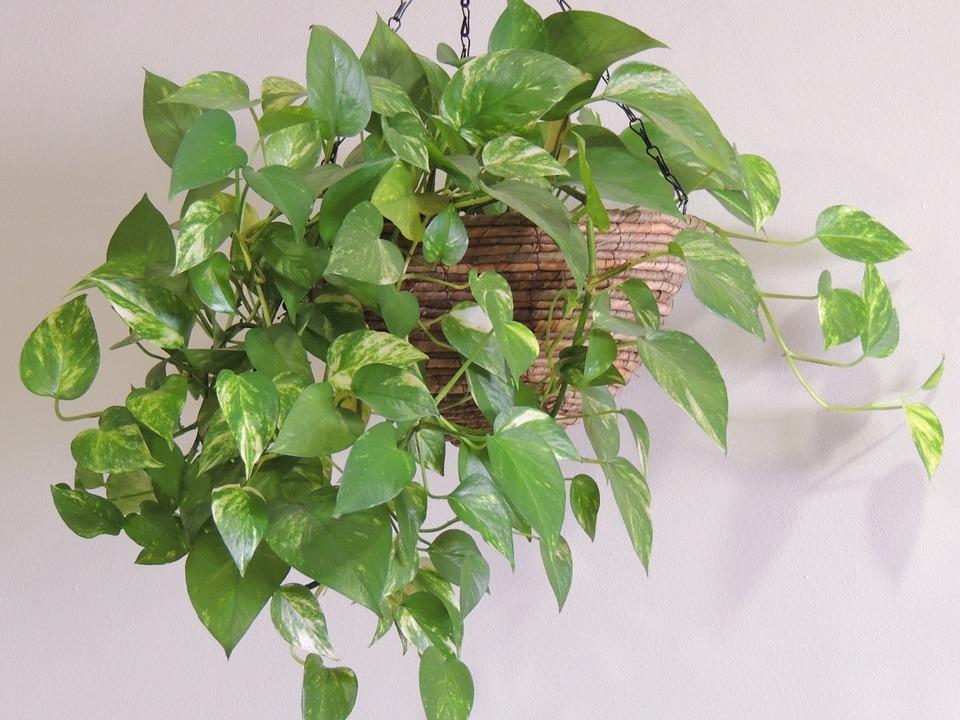 Welp 10 tips voor planten aan de muur | DIK.NL IK-42