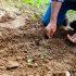 7 tips voor het beginnen van een moestuin