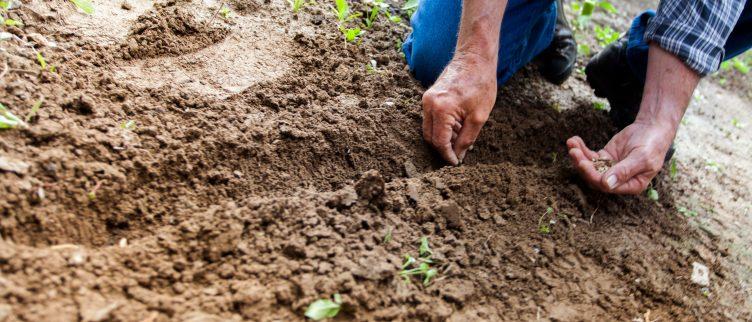 7 tips voor het beginnen van een moestuin