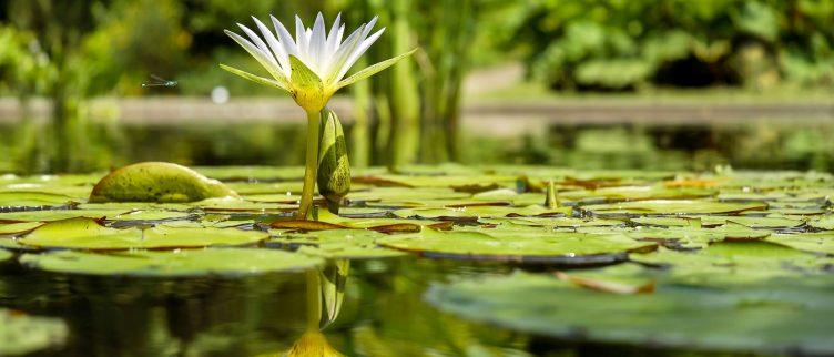 8 botanische tuinen in Nederland