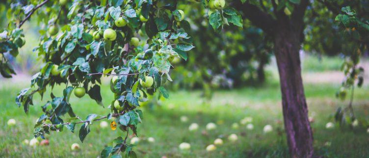 Pluktuinen; waar in Nederland kun je fruit plukken?