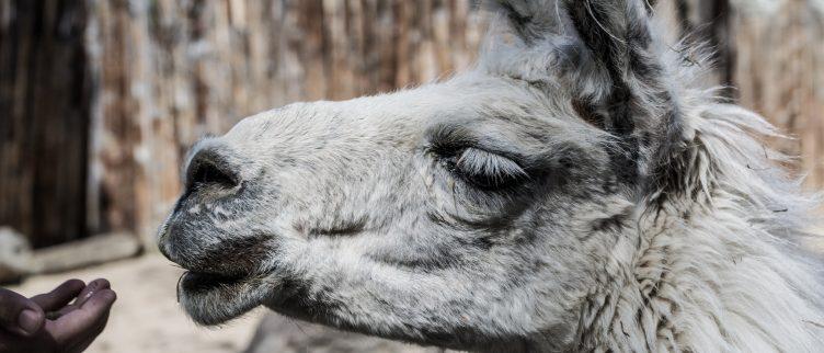 10 alpaca boerderijen in Nederland