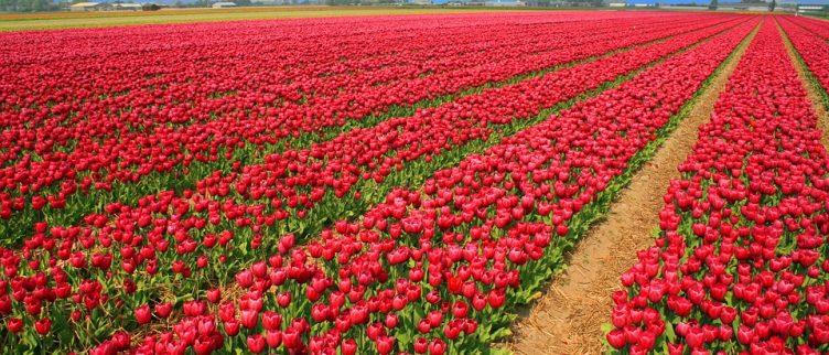 12x tulpenvelden in Nederland