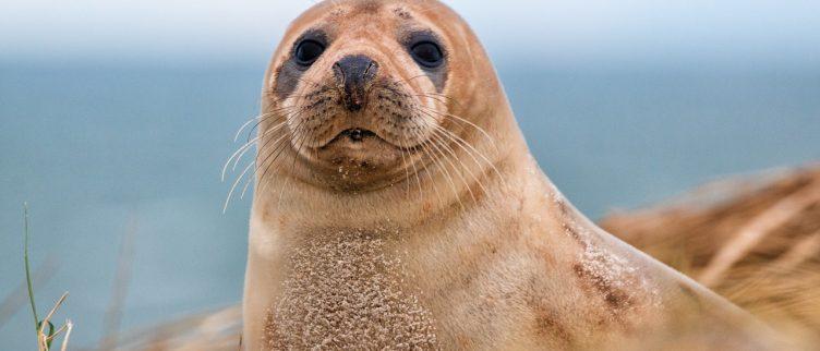 Waar in Nederland kun je zeehonden zien?