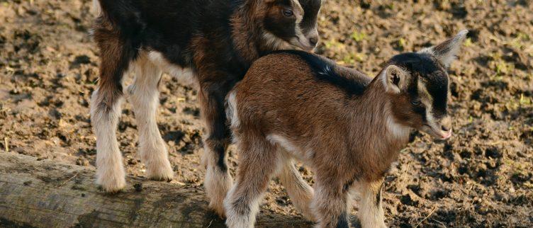 8 leuke kinderboerderijen in Drenthe