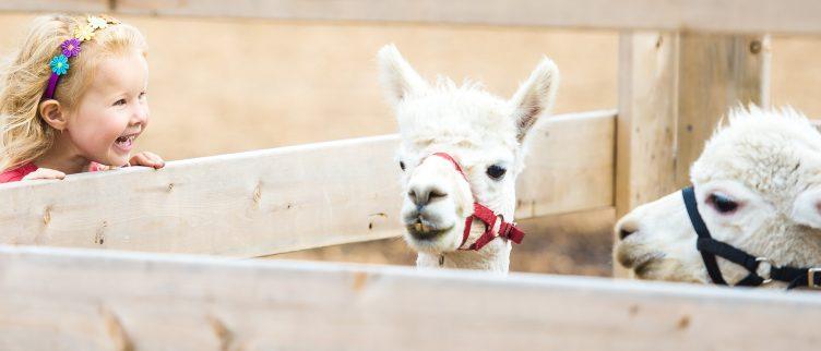 De 11 grootste kinderboerderijen in Nederland