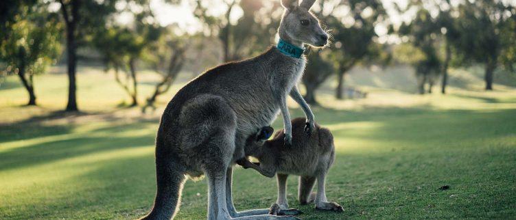 Wat is de beste reistijd voor Australië?