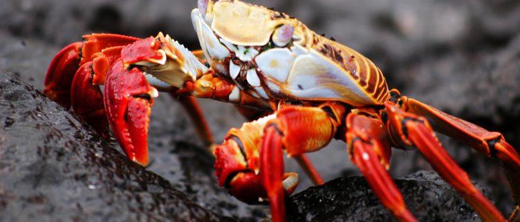 Reisgids voor de Galapagos eilanden