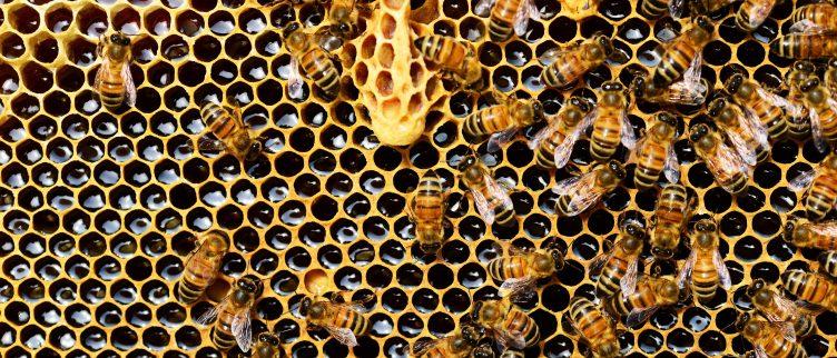 Alles over propolis capsules en de werking hiervan