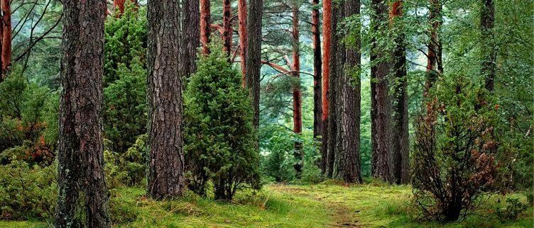 Overnachten in het bos. 6 Unieke plekken in Nederland