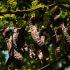 Wat is carob en waar is het goed voor?