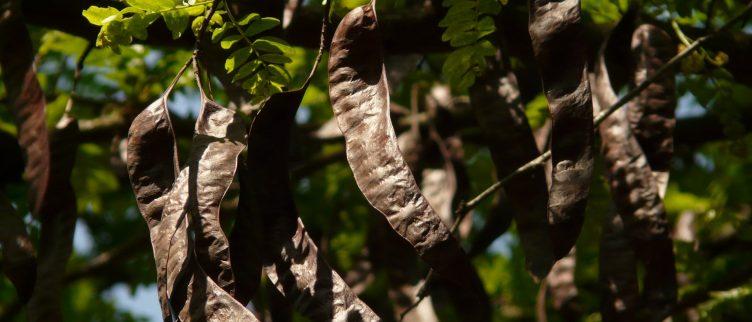 Wat is carob en waar is het goed voor?